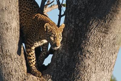 Leopard at Xigera Camp, Okavango Delta